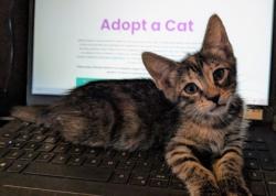 Shelter Stray Female Cat last seen Near Giles RD, 21225,, 2490 Giles Rd, Baltimore, MD 21225, USA