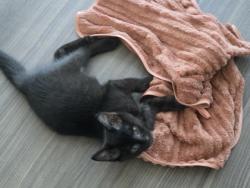 Shelter Stray Male Cat last seen Near Annabel, 21225, MD, 2490 Giles Rd, Baltimore, MD 21225, USA