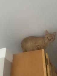 Shelter Stray Female Cat last seen Near Brown ave, 21224, MD, 2490 Giles Rd, Baltimore, MD 21225, USA