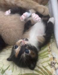 Shelter Stray Female Cat last seen Near Brown ave, 21224, MD, 2490 Giles Rd, Baltimore, MD 21225, USA