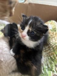 Shelter Stray Female Cat last seen Near Brown ave, 21224, MD, 2490 Giles Rd, Baltimore, MD 21225, USA