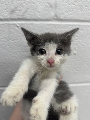 Shelter Stray Male Cat last seen Near W Mount Royal Ave, 21217, MD, 2490 Giles Rd, Baltimore, MD 21225, USA