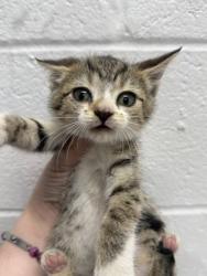Shelter Stray Female Cat last seen Near Cambria St., 21225, MD, 2490 Giles Rd, Baltimore, MD 21225, USA