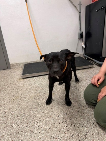 Shelter Stray Male Dog last seen Near S Myrtle School Rd, Gastonia, NC, 1491 Business Park Ct, Gastonia, NC 28052, USA
