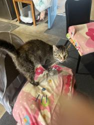Found/Stray Unknown Cat last seen Near, Mountain Top, PA 18707