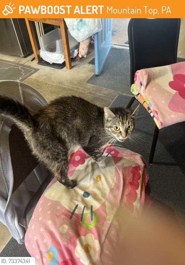 Found/Stray Unknown Cat last seen Near, Mountain Top, PA 18707