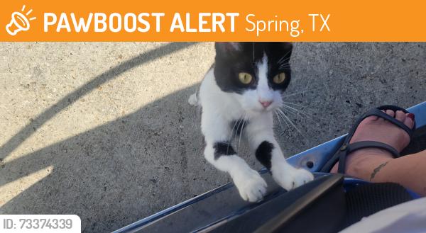 Found/Stray Unknown Cat last seen Texas Mega Storage, next to Bridgestone Subdivion, Spring, TX 77388