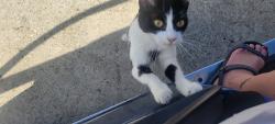Found/Stray Unknown Cat last seen Texas Mega Storage, next to Bridgestone Subdivion, Spring, TX 77388