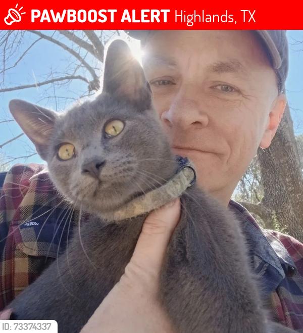Lost Male Cat last seen Northside Baptist Church of Highlands, Highlands, TX 77562