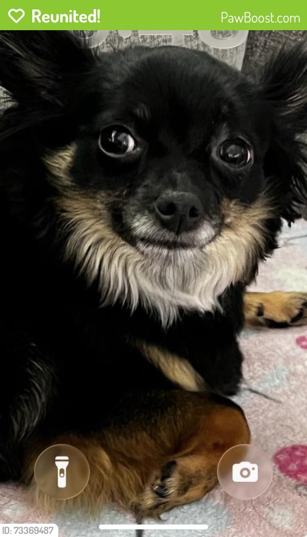 Reunited Female Dog last seen Pine cone, Palm Coast, FL 32164