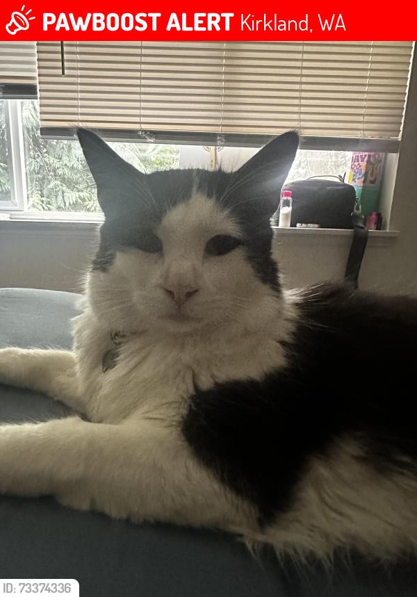 Lost Male Cat last seen Juanita High School, Kirkland, WA 98034