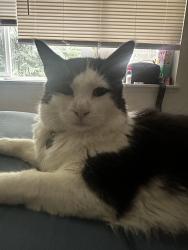 Lost Male Cat last seen Juanita High School, Kirkland, WA 98034