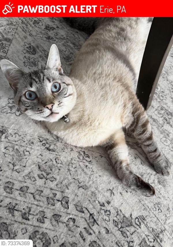Lost Male Cat last seen Ash St, Erie, PA 16503
