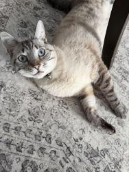Lost Male Cat last seen Ash St, Erie, PA 16503