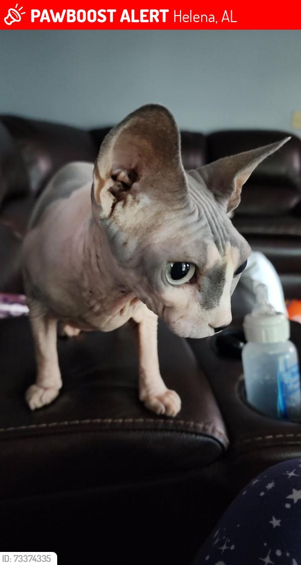 Lost Female Cat last seen Circle k, Helena, AL 35080