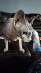 Lost Female Cat last seen Circle k, Helena, AL 35080