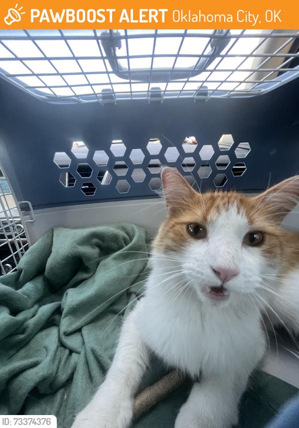 Found/Stray Unknown Cat last seen Woodward St Oklahoma City, Oklahoma City, OK 73106