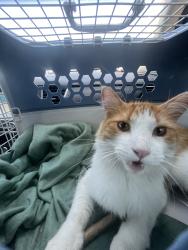 Found/Stray Unknown Cat last seen Woodward St Oklahoma City, Oklahoma City, OK 73106