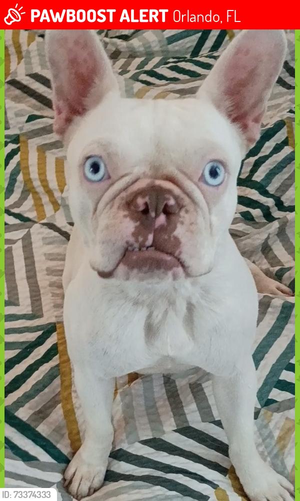 Lost Female Dog last seen Waterbridge, Orlando, FL 32837