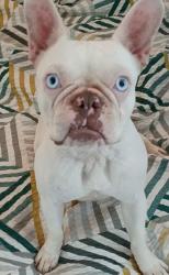 Lost Female Dog last seen Waterbridge, Orlando, FL 32837