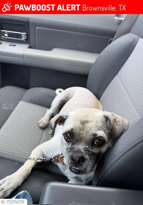 Lost Female Dog last seen West jefferson st, Brownsville, TX 78521
