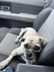 Lost Female Dog last seen West jefferson st, Brownsville, TX 78521