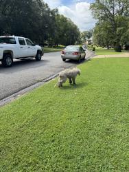 Lost Unknown Dog last seen Winchester road, Montgomery, AL 36106