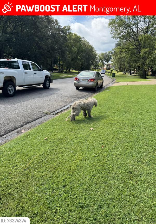 Lost Unknown Dog last seen Winchester road, Montgomery, AL 36106