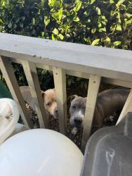 Found/Stray Unknown Dog last seen Near Mira Loma dr and virada, Cameron Park, CA 95682