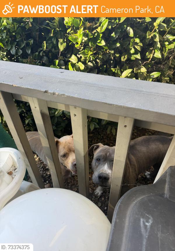 Found/Stray Unknown Dog last seen Near Mira Loma dr and virada, Cameron Park, CA 95682