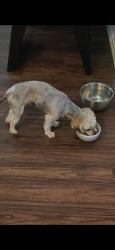 Reunited Female Dog last seen Soledad, Denton, TX 76208