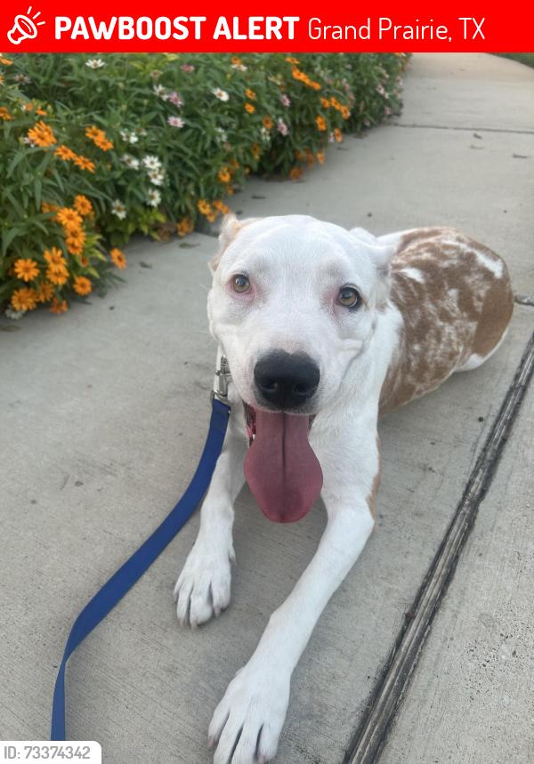 Lost Female Dog last seen Garner Fine Arts Academy, Grand Prairie, TX 75052