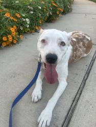 Lost Female Dog last seen Garner Fine Arts Academy, Grand Prairie, TX 75052