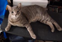 Lost Male Cat last seen Loop 820, Haltom City, TX 76117