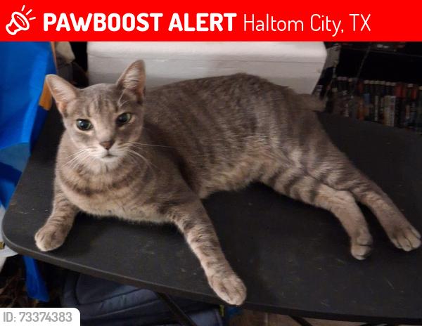 Lost Male Cat last seen Loop 820, Haltom City, TX 76117