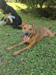 Found/Stray Male Dog last seen Coxe Rd launch, Rutherfordton, NC 28139