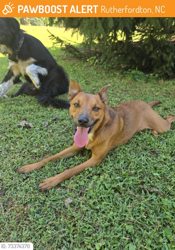 Found/Stray Male Dog last seen Coxe Rd launch, Rutherfordton, NC 28139