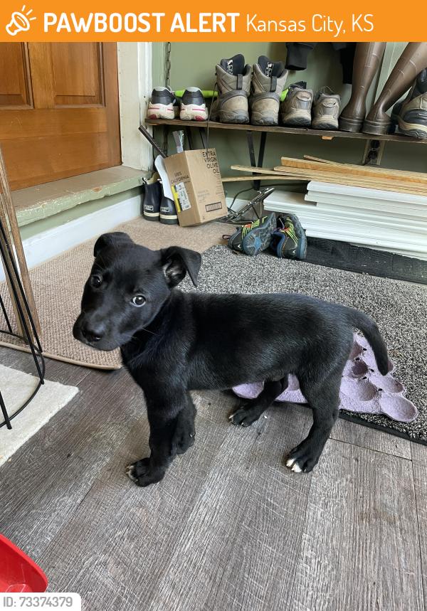 Found/Stray Male Dog last seen Sauer Castle, Kansas City, KS 66103