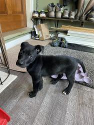 Found/Stray Male Dog last seen Sauer Castle, Kansas City, KS 66103