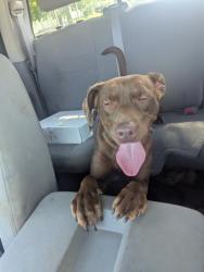 Found/Stray Female Dog last seen Young Williams, Knoxville, TN 37919