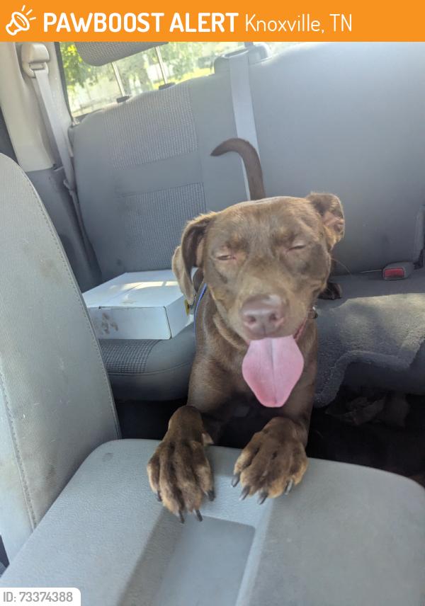 Found/Stray Female Dog last seen Young Williams, Knoxville, TN 37919