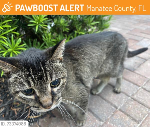 Found/Stray Unknown Cat last seen Country Oaks, Manatee County, FL 34243