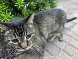 Found/Stray Unknown Cat last seen Country Oaks, Manatee County, FL 34243