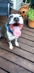 Found/Stray Female Dog last seen NW 44th and Shartel, Oklahoma City, OK 73118