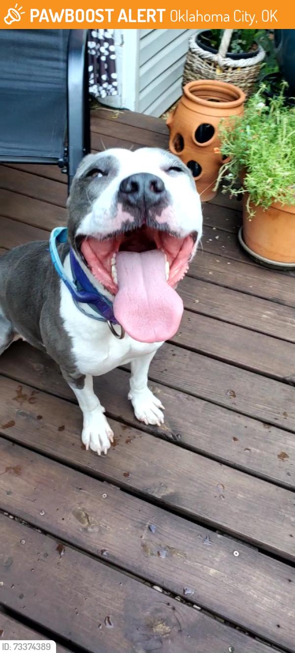 Found/Stray Female Dog last seen NW 44th and Shartel, Oklahoma City, OK 73118