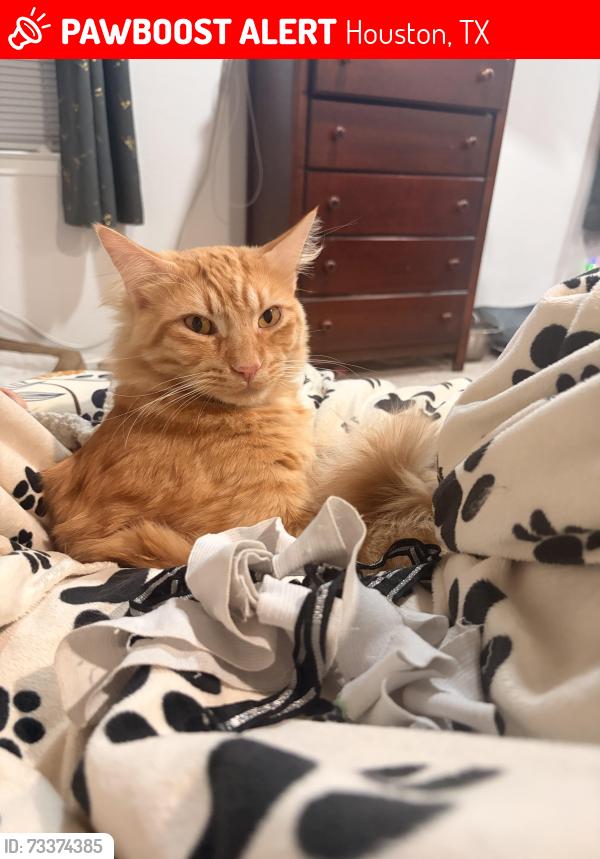 Lost Male Cat last seen Schroeder, Houston, TX 77070