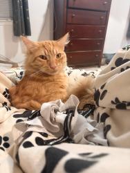 Lost Male Cat last seen Schroeder, Houston, TX 77070