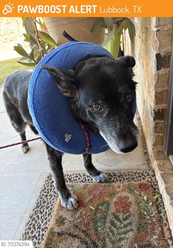 Found/Stray Male Dog last seen 26th and Quitman Ave, Lubbock, TX 79407