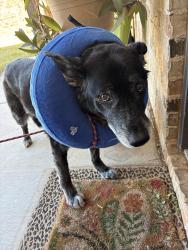 Found/Stray Male Dog last seen 26th and Quitman Ave, Lubbock, TX 79407