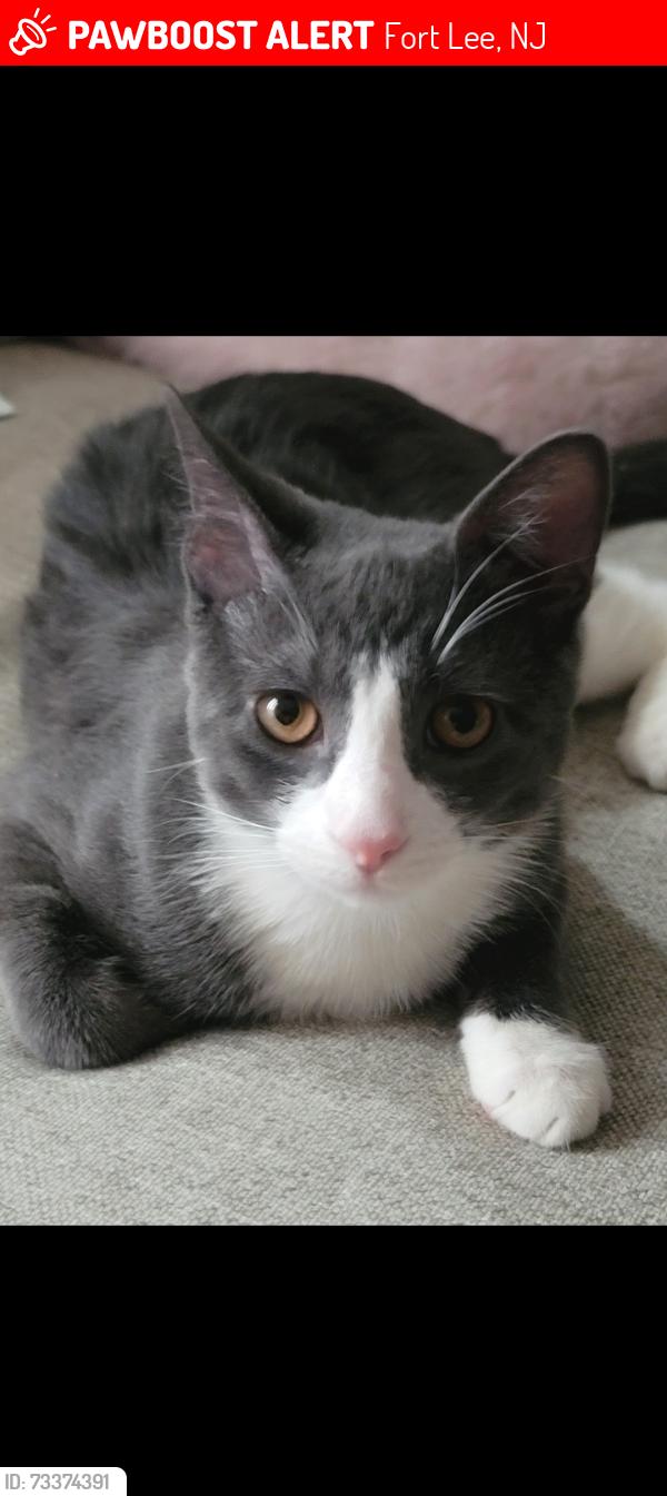 Lost Male Cat last seen Camner St. Westview St, Fort Lee, NJ 07024